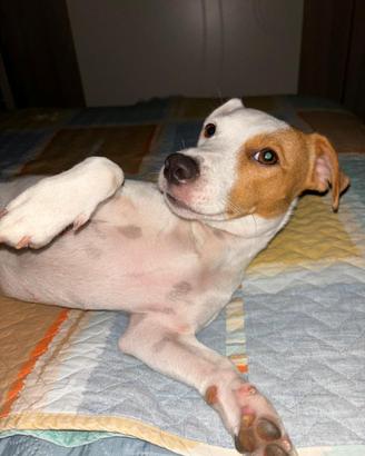 Femmina di jackrussell