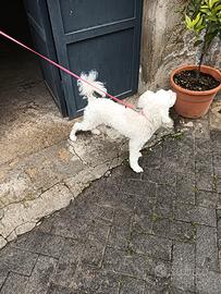 Cagnolina