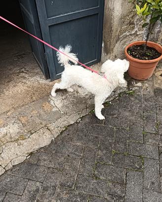 Cagnolina