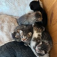 Cuccioli di gatto