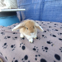 Coniglietto ariete nano miniloop