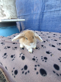 Coniglietto ariete nano miniloop