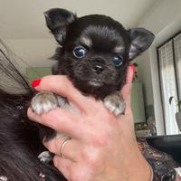 Cuccioli chihuahua maschi