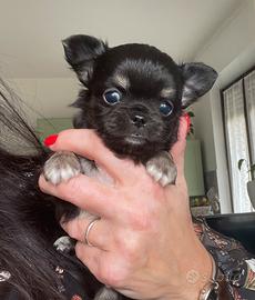 Cuccioli chihuahua maschi