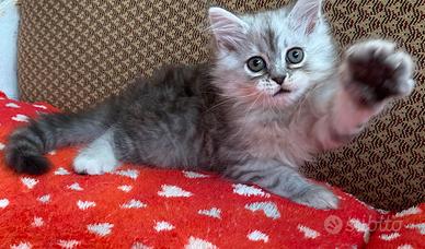 Gattino figlio di gatti persiani normotipo MASCHIO