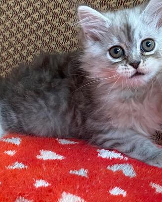Gattino figlio di gatti persiani normotipo MASCHIO