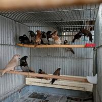 Passere del Giappone