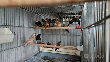 Passere del Giappone