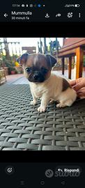 Chihuahua