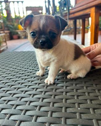 Chihuahua