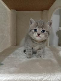 Gattino scottish straight