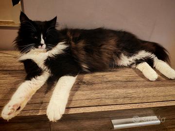 Gatto norvegese