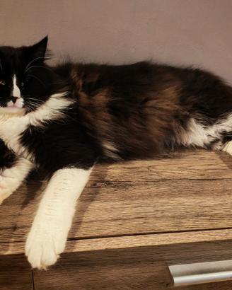 Gatto norvegese