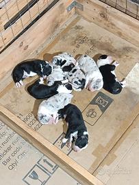 Cuccioli border collie
