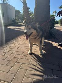 Alaskan Malamute