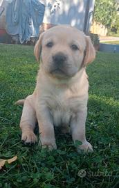 Labrador Retriever Arbeitslinie