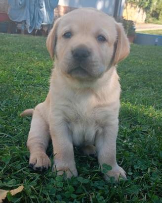 Labrador Retriever Arbeitslinie