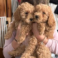 Ultimo cucciolo maschio barboncino nano