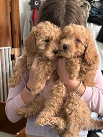 Ultimo cucciolo maschio barboncino nano