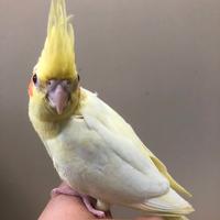 Calopsite allevate a mano