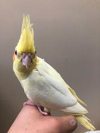 Calopsite allevate a mano