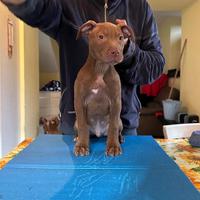 Cuccioli di american Pitbull terrier