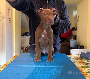 Cuccioli di american Pitbull terrier