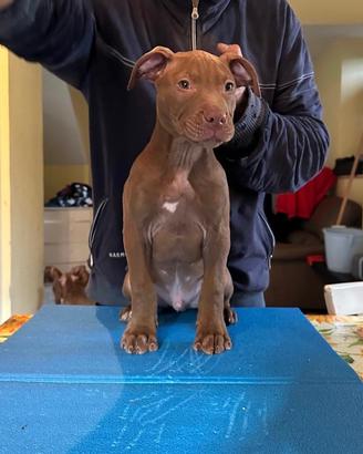 Cuccioli di american Pitbull terrier