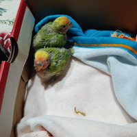 Pulli di inseparabili,