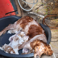 Cucciol epagneul Breton con pedigree