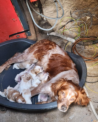 Cucciol epagneul Breton con pedigree