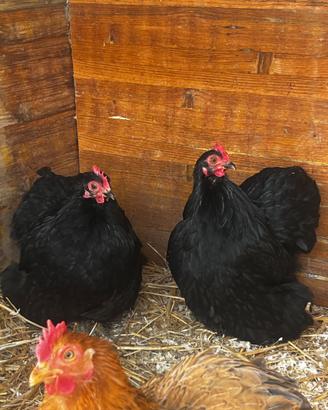 Galline ornamentali