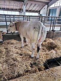 Manza piemontese