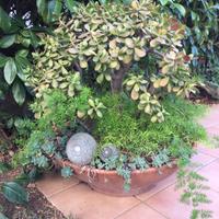 Piante grasse in vaso terracotta altezza cm 80