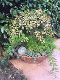Piante grasse in vaso terracotta altezza cm 80