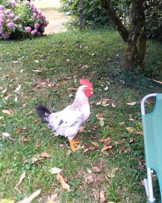 Galletti non da carne