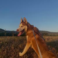 Husky Siberian