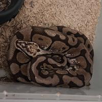 Pitone reale maschio