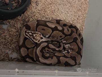 Pitone reale maschio
