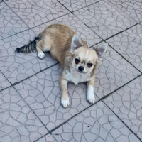 Cucciolo chihuahua