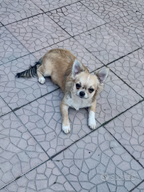 Cucciolo chihuahua