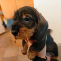 Bassotti a pelo duro standard