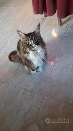 Gatto maine coon taglia grande senza pedigree