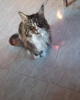 Gatto maine coon taglia grande senza pedigree