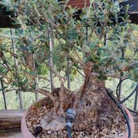 prebonsai di olivastro 