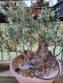 prebonsai di olivastro 