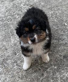 Cuccioli Pastore Australiano