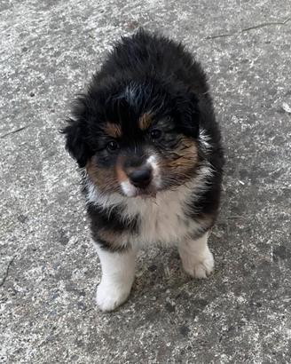 Cuccioli Pastore Australiano