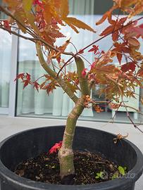 Acero deshojo bonsai