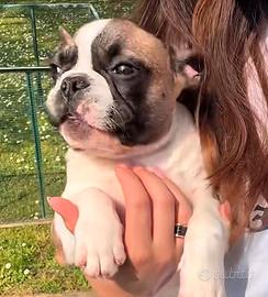 Cuccioli Bulldog Francese